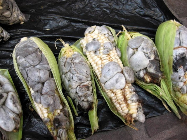 Đặc biệt, khoa học đã chứng minh huitlacoche giàu giá trị dinh dưỡng hơn cả bắp ngô thông thường. Vì vậy, ngô “nhiễm bệnh” thậm chí còn đắt gấp chục lần ngô “khỏe mạnh”. Ảnh: Native
