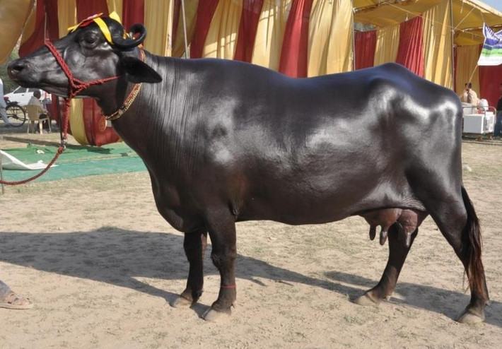 Trâu Murrah là một giống trâu nước có nguồn gốc Ấn Độ, phân bổ ở huyện Fatehabad, Gurgaon, Jind, Jhajjar, Hisar và Rohtak ở Haryana. Ảnh: DM