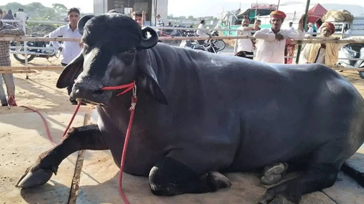 Karamvir Singh cũng kiếm được số tiền tương tự từ con trâu đực đã sinh ra Bheem. Ảnh: Krishi Jagran