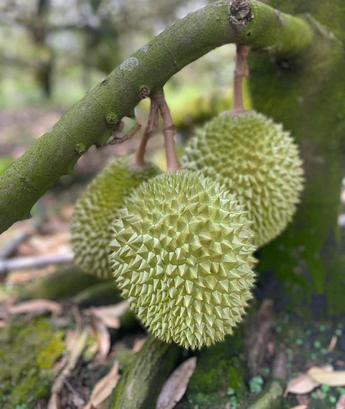 Ngoài cơm sầu riêng Musang King cấp đông nhập khẩu Malaysia, trên thị trường còn có sầu riêng Musang King nguyên trái trồng tại Việt Nam giá từ 800.000-900.000 đồng/kg. Ảnh: Facebook