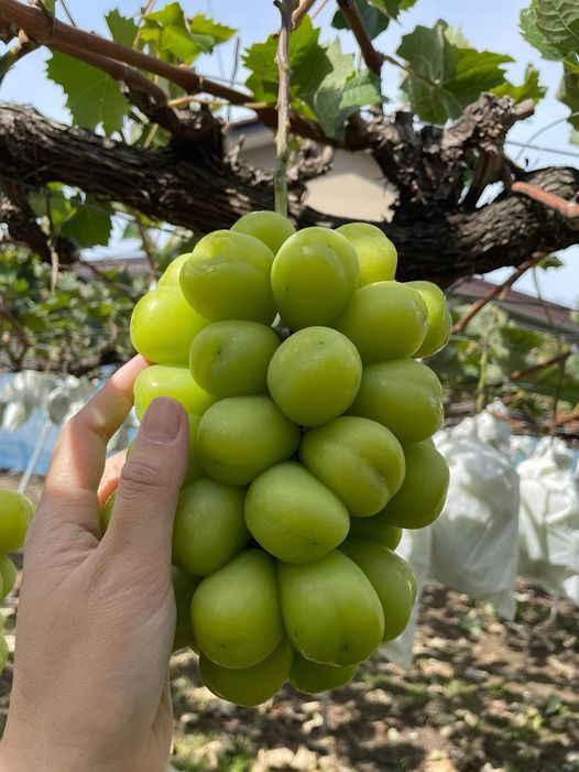 Khoảng 5 năm trước, nho sữa Nhật Bản về Việt Nam giá lên tới 3,5 triệu đồng/chùm trọng lượng 0,7 kg. Vì thế, loại nho thơm mùi sữa này còn được gọi là nho "quý tộc", chỉ các gia đình khá giả mới dám mua ăn. Ảnh: Facebook
