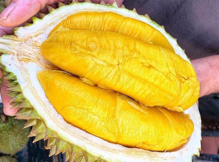 Năm nay, loại sầu riêng ngon nhất thế giới được rao bán với số lượng khá lớn, giá chỉ 99.000-160.000 đồng/kg, rẻ hơn hai loại sầu có giá bình dân là Ri6 và Monthong. Ảnh: Vietnamnet
