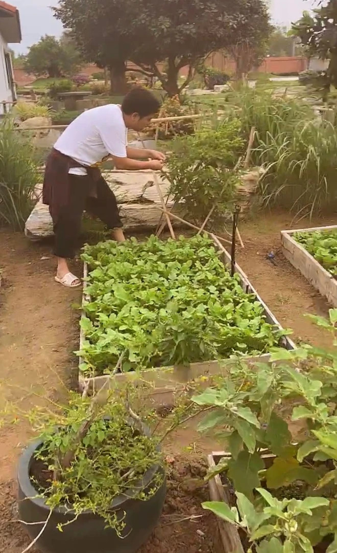 Là người yêu thiên nhiên và yêu lao động, danh hài Trường Giang dành nhiều thời gian chăm sóc và trang trí cho nhà vườn. Ảnh chụp màn hình
