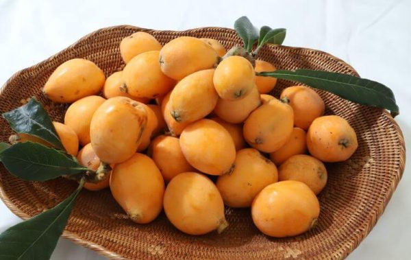 Quả biwa (tên gọi khác là quả nhót Nhật) có nguồn gốc từ vùng Đông Nam Trung Quốc, được trồng nhiều ở phía Nam Nhật Bản. Ảnh: Traicayxanh