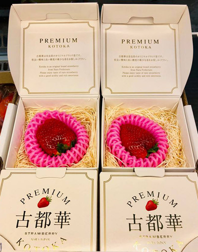 Theo VNE, một loại quả "kịch đắt" cũng đang được giới nhà giàu chọn làm quà tặng Valentine. Đó là dâu Kotoka có xuất xứ từ Nhật Bản được mệnh danh đắt nhất thế giới. Mỗi hộp chỉ có một quả bằng khoảng 3 ngón tay được bán với giá 500.000 đồng.