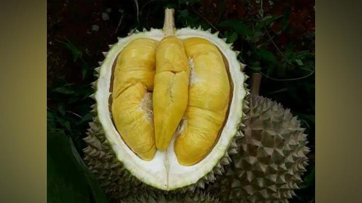 Nhiều nông dân ở đây cho biết chưa từng thấy giống sầu riêng siêu đắt đỏ này. Ảnh: Tempo.