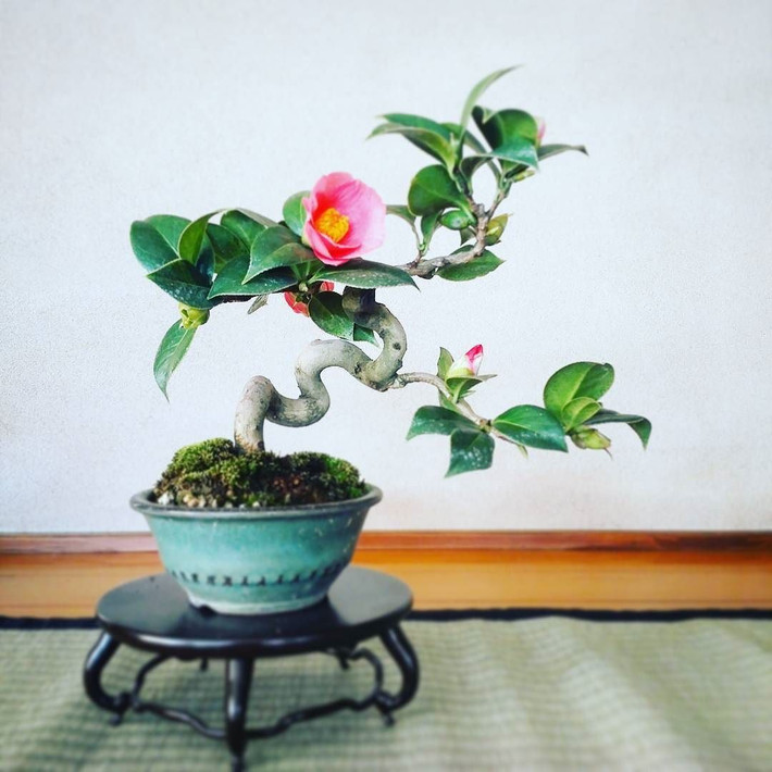 Hoa trà Tsubaki (Nhật Bản) còn được biết đến dưới tên gọi "hoa hồng mùa đông". Ảnh: Printest.