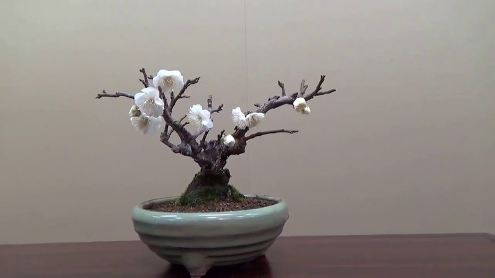 Có đủ loại màu từ trắng đến hồng đen, hoa mai Nhật Bản được người dân yêu thích, có lẽ chỉ sau sakura (hoa anh đào). Ảnh: Youtube.