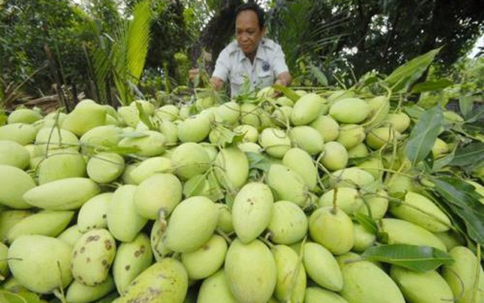 Không chỉ bán trong nước, xoài cát Hòa Lộc còn xuất khẩu ra nhiều quốc gia như Nhật Bản, Nga, Hàn Quốc, Canada...Ảnh: VTV.