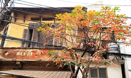 Tán lá vàng tô điểm cho tòa nhà cổ trên phố Hà Nội. Ảnh: Nhipsonghanoi.