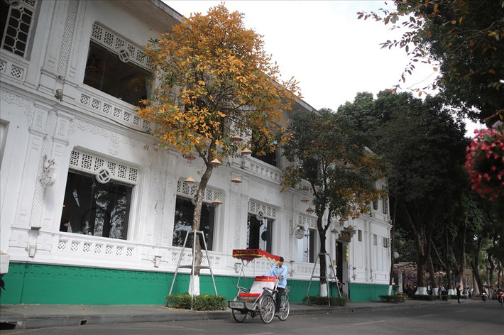 Khách sạn Sofitel Metropole Hà Nội mang phong cách kiến trúc cổ kính của thời Pháp thuộc, nằm ngay trung tâm Hà Nội gần hồ Hoàn Kiếm và Nhà hát lớn. Hình ảnh cây thay lá vàng rực khiến khách sạn này càng thêm nét thâm trầm, cổ điển. Ảnh: Lao động.