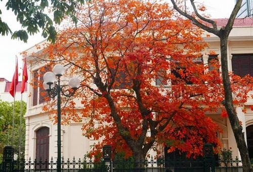 Biệt thự 2 tầng ẩn mình dưới sắc đỏ lộc vừng. Ảnh: Dân Việt.