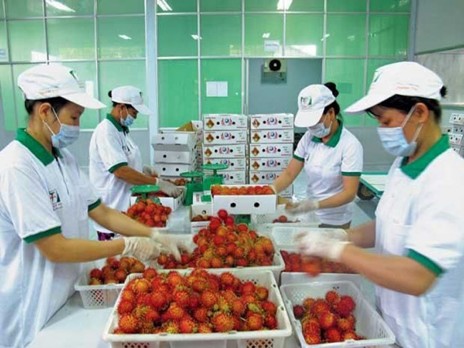 Chỉ cần một trái chôm chôm dính đất, chất bẩn hoặc phát hiện có sâu bọ thì chuyên gia của FDA sẽ hủy lô hàng của doanh nghiệp Việt Nam. Ảnh: Goodprice.