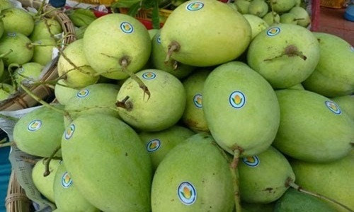 Sau gần 10 năm đàm phán, từ hôm nay 18/2, xoài Việt Nam chính thức được cấp phép xuất khẩu sang thị trường Mỹ. Đây cũng là trái cây thứ 6 của Việt Nam được lọt vào thị trường Mỹ. Ảnh: IT.