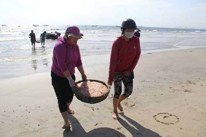 Theo ngư dân, hầu như cứ ra khơi là có ruốc mang về, không lo lỗ. Giá ruốc bán sỉ tại bờ trên dưới 20.000 đồng/kg. Ảnh: Tiền phong.