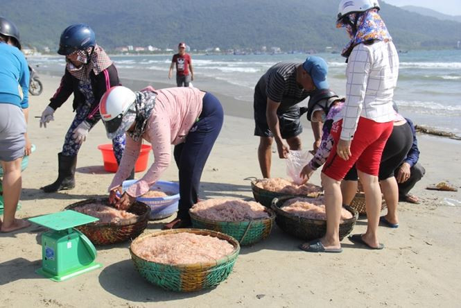 Những ngày đầu năm mới, ngư dân ven biển Đà Nẵng vui mừng vì trúng đậm vụ khai thác ruốc. Ảnh: Tiền phong.