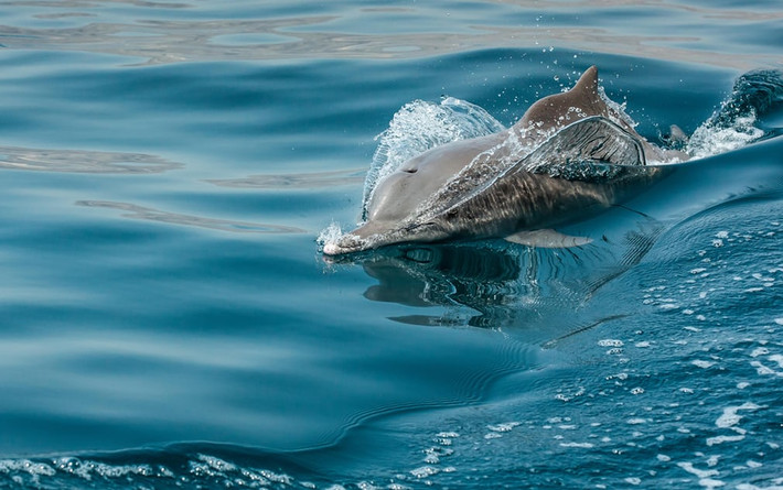 Cá heo bơi ngoài khơi bờ biển Musandam, Oman. (Nguồn Guardian)