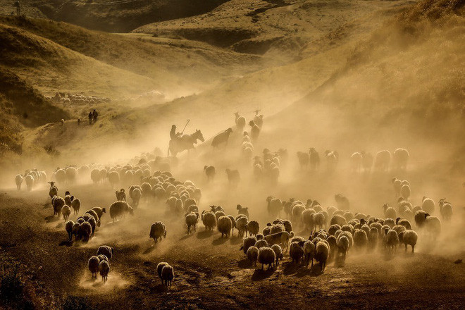 Những người chăn cừu di chuyển qua vùng cao nguyên trên núi Nemrut ở Bitlis, Thổ Nhĩ Kỳ. (Nguồn Guardian)