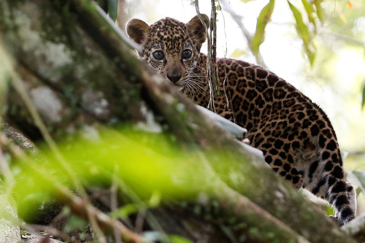 Báo đốm con đứng trên cây để tránh lũ trong khu bảo tồn Mamirauá ở Uarini, bang Amazonas, Brazil (Nguồn Guardian)