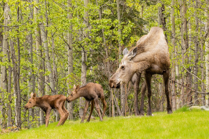 Nai sừng tấm mẹ và đàn con đứng trên bờ sông Eagle ở Alaska, Mỹ. (Nguồn Guardian)