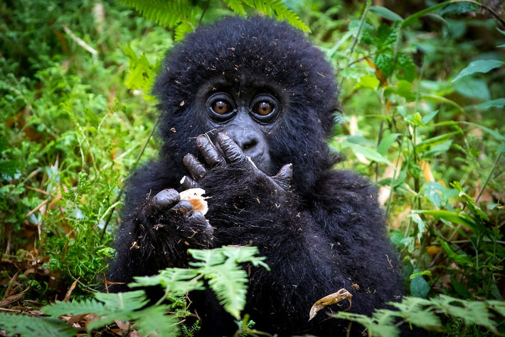 Khi đột con trong vườn quốc gia Virunga, Rwanda. (Nguồn Guardian)