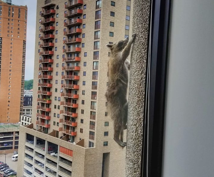 Gấu mèo trèo lên đỉnh tòa nhà văn phòng cao 25 tầng ở St Louis, Minnesota, Mỹ. (Nguồn Guardian)