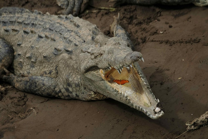 Bướm đậu trong miệng cá sấu khổng lồ dưới sông Tárcoles, Costa Rica (Nguồn Guardian)