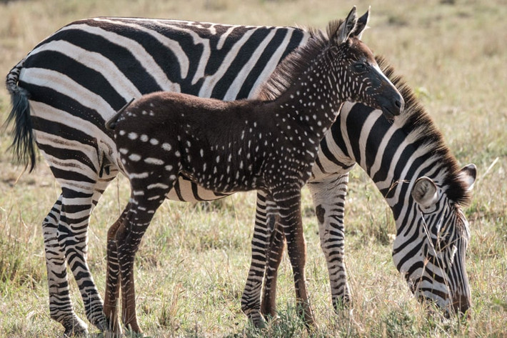 Ngựa vằn con đứng cạnh mẹ của nó trong khu bảo tồn động vật hoang dã Maasai Mara ở Kenya. (Nguồn Guardian)