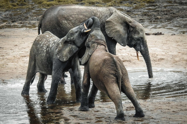 Voi mẹ và hai con của nó tắm trong đầm lầy tại rừng Bayanga, Trung Phi. (Nguồn Guardian)