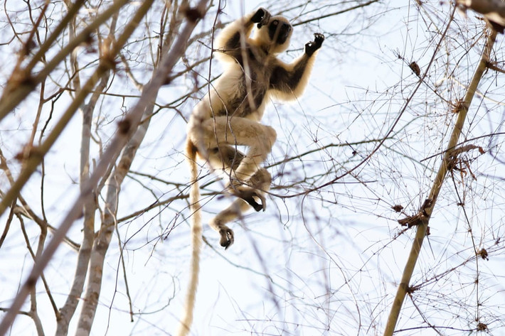Vượn cáo nhảy trên cây trong khu rừng Kirindy gần thành phố Morondava, Madagascar. (Nguồn Guardian)