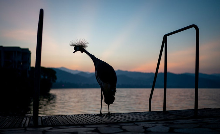 Sếu đứng trên bờ hồ Kivu, nằm giữa biên giới Cộng hòa Congo và Rwanda. (Nguồn Guardian)