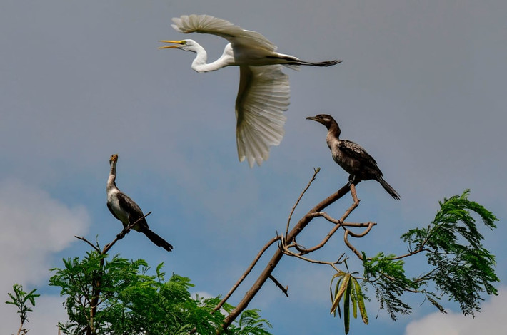 Chim diệc bạch bay qua hai chú chim cốc đậu trên cây gần sông Matias Hernandez, Panama. (Nguồn Guardian)