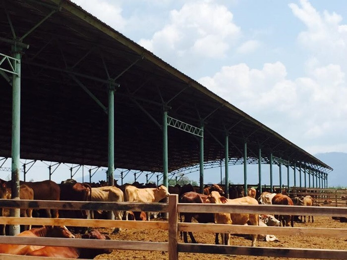 Bò giống sau khi được nuôi tầm khoảng 6-7 tháng sẽ cho cân nặng xuất chuồng dao động trên 500kg.