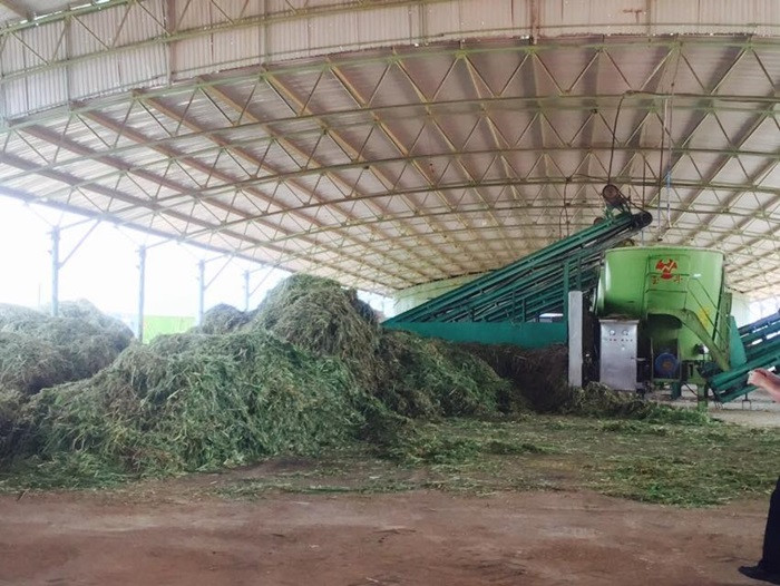 Sau khi cỏ đã băm sẽ được đưa vào máy trộn thức ăn tự động trộn cùng khoai mỳ (sắn củ), bột bắp, bã đậu nành, urê, muối, rỉ mật.