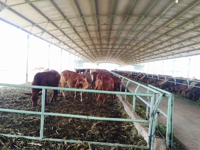 Với diện tích mỗi trại trung bình là 1.500 ha, có thể nuôi được khoảng 15.000 con bò.