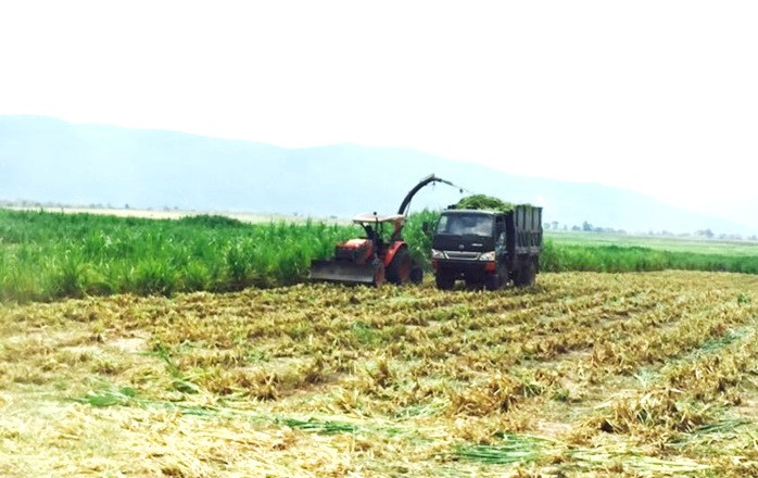Diện tích trồng cỏ voi cho trang trại này cũng vào khoảng 1,5ha. Khoảng 2 tháng sẽ cho thu hoạch 1 lần. Cỏ voi đến kỳ thu hoạch cũng được thu hoạch bằng máy, vì vậy không tốn nhiều nhân lực mà năng suất lao động thì rất cao.