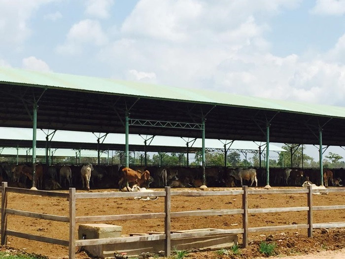 Quy mô chuồng trại ở đây khá hiện đại. Bò được nhập về từ khi cân nặng khoảng 180 - 260kg.