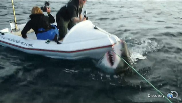 Con cá mập khủng tấn công chiếc thuyền nhỏ chở 2 thành viên của đoàn làm phim tài liệu Lair of the Megashark ở ngoài khơi đảo Steward, khi họ cố gắng gắn camera vào vây của sát thủ đại dương.