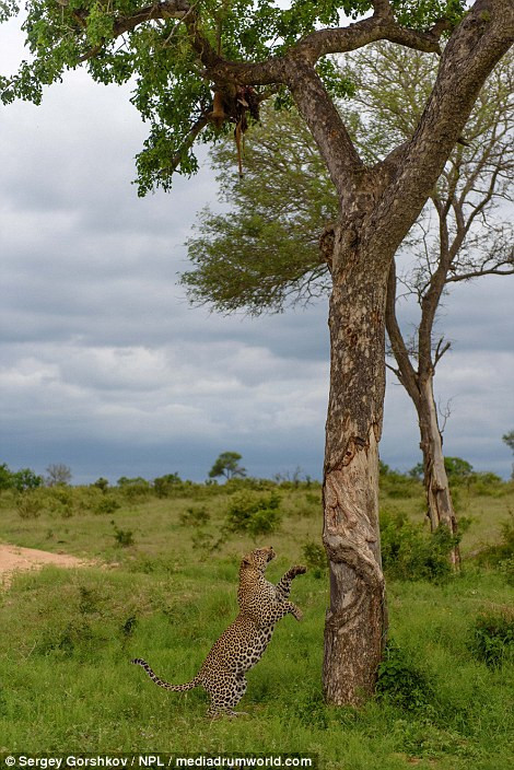 Trong khi phá công viên động vật hoang dã Londolozi ở Nam Phi, nhiếp ảnh gia Sergey Gorshkov bất ngờ phát hiện một con báo đốm đực đang tìm cách leo lên cây để lấy xác thối được giấu trên đó.