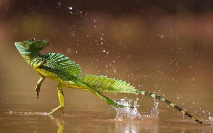 Giông màu kép chạy trên mặt nước ở thành phố Santa Rita, Costa Rica.