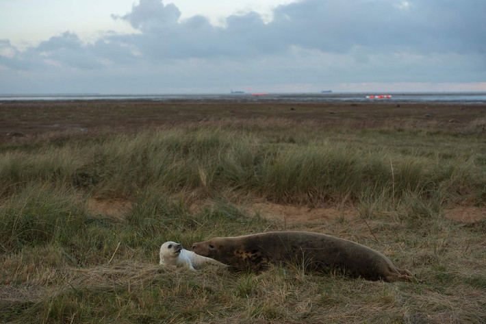 Hai mẹ con hải cẩu bò nằm nghỉ trên cồn cát trong khu bảo tồn thiên nhiên Donna Nook gần Grimsby, Anh.