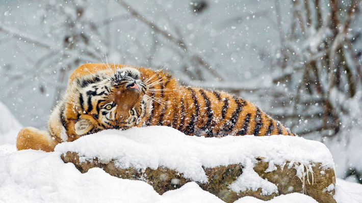 Một con hổ Siberia mới lớn thích thú chơi đùa với những bông tuyết rơi trong mùa đông.
