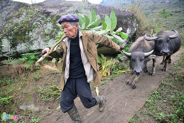 Trong khi đó, ở Sa Pa, dải nhiệt dao động từ 2 - 5 độ C. Nhiều người dân ở một số xã của Sapa như Chung Chải, Sa Pả... bắt đầu đem trâu bò xuống các vùng thấp để tránh rét sau khi nghe dự báo nhiệt độ sẽ còn xuống hơn nữa. Họ chọn những khe núi, ít gió để xây lều tạm che chắn cho trâu bò, và ăn uống, sinh hoạt tạm ở đó để chăm nom gia súc, tránh đợt rét hại năm nay.