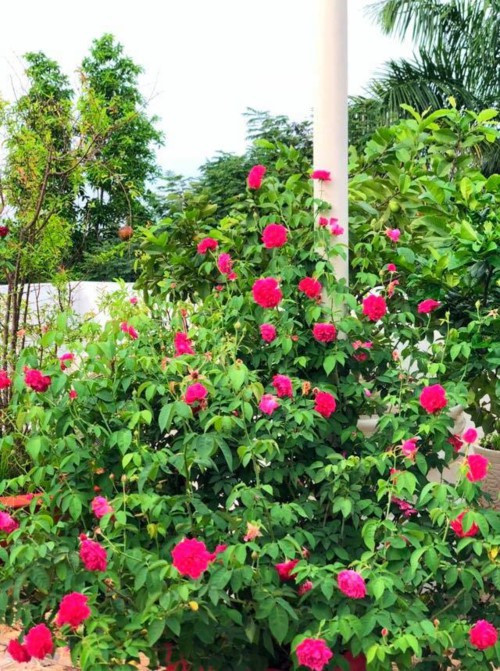 Vườn hồng trong biệt thự của MC Quyền Linh có đủ loại hồng cổ đến hồng ngoại. Ảnh: Helino.