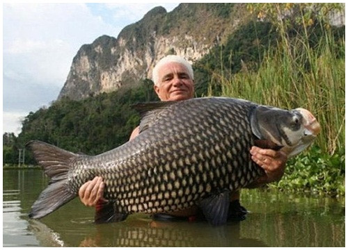 Phần đầu cá hô khá to so với thân. Tuy thuộc họ Cá chép, nhưng cá hô không có râu. Người ta đã thấy có con cá hô dài tới 3 m, nặng khoảng 600 kg. Ảnh: Internet
