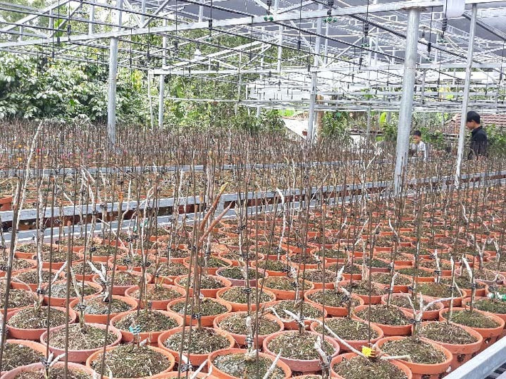Đến nay, vườn lan của anh Tài có hơn 20 chủng loại lan rừng khác nhau như phi điệp lá phát tài, phi điệp 5 cánh trắng, quế lan hương rừng...Năm 2019, doanh thu từ vườn lan mang về cho anh Tài trên 5 tỷ đồng. Ảnh: Dân Việt.