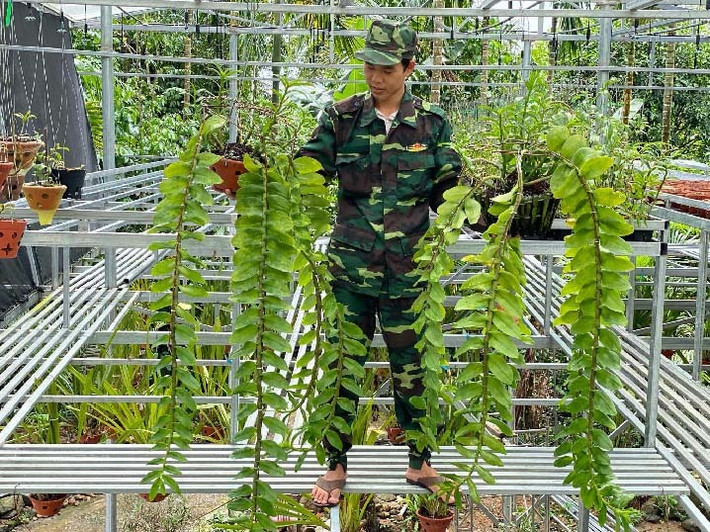 Tầng dưới anh trồng làn rừng kiếm tiên vũ Quảng Nam và các loại lan rừng khác như nghinh xuân, lan trầm, hạc vỹ...Ảnh: Dân Việt.