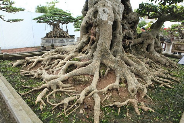 Bộ rễ cây sanh mọc rất đẹp, thân kỳ quái với nhiều vết sẹo của năm tháng. Ảnh: Dân Việt.