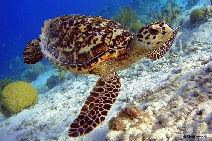 Đồi mồi là loài duy nhất trong chi Eretmochelys. Loài này phân bố khắp thế giới. Ảnh: Getty Image.