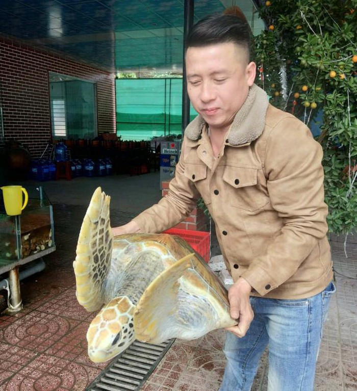 Đây là cá thể đồi mồi, một loài rùa biển quý hiếm. Ảnh: Người lao động.